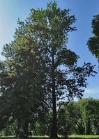 ������ ��� ���������