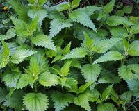 ������� ��� �����